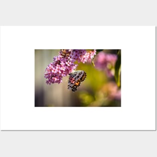 American Lady Butterfly Posters and Art